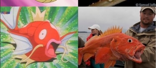A arte imita a vida! Incr&iacute;veis animais que inspiraram Pok&eacute;mons