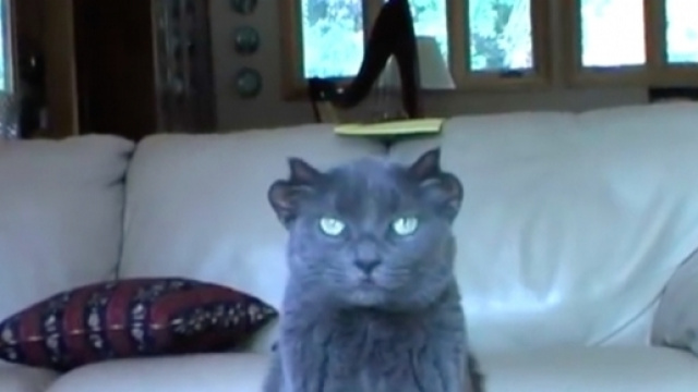 Adottato Batman, il gatto con le 4 orecchie