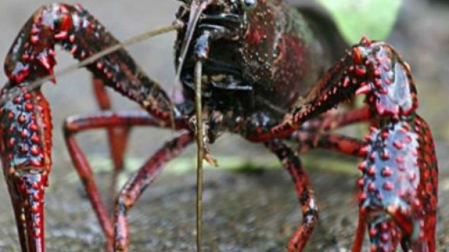 Gambero killer: sta distruggendo l'ecosistema, attacca anche le persone di giorno e di notte