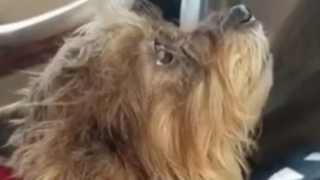 Cane abbandonato a Boffalora: appello sindaco su Facebook