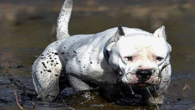 Il Dogo argentino &egrave; un cane possente nato per la caccia grossa