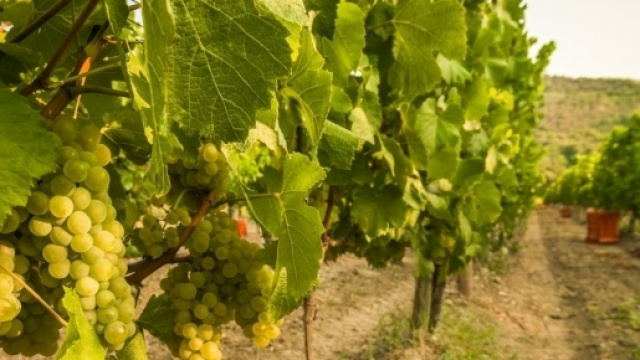 Iniziata in Franciacorta la vendemmia 2016