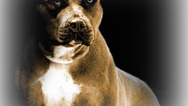 Pitbull strappa avambraccio a volontaria canile Verbania