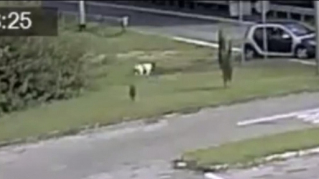 Cane abbandonato davanti il cimitero di Boffalora