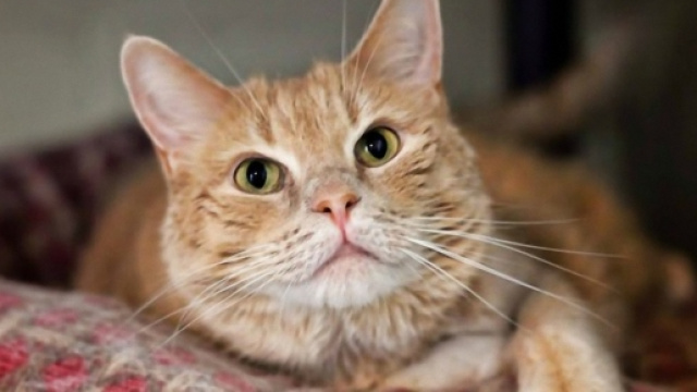 Prima avrebbe colpito il gatto con violenza poi l'avrebbe sparato e gettato via.