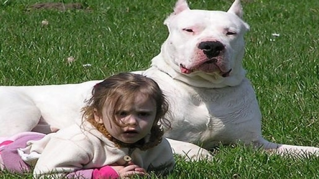 Non ci sono cani aggressivi, ma comportamenti errati