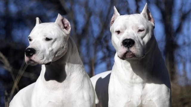 Perro Dogo Argentino Related Keywords & Suggestions - Perro Dogo ... - keyword-suggestions.com