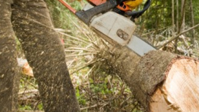 54enne si ferisce gravemente mentre stava tagliando un albero