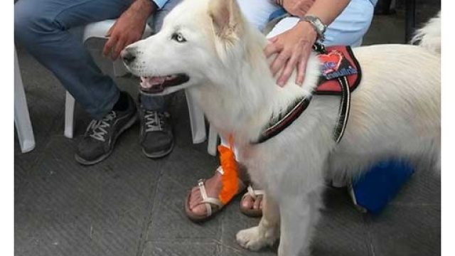 Cane premiato a Camogli: Blanka capta crisi ipoglicemiche