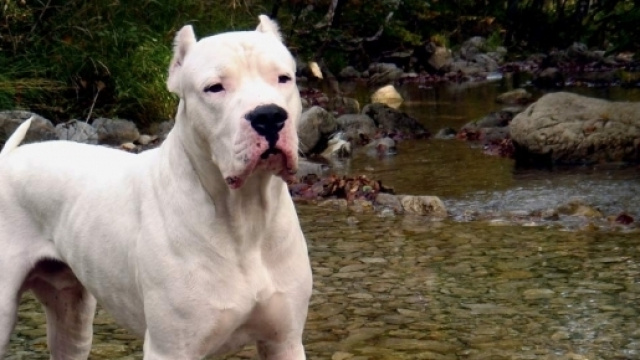 Parlano i genitori del bambino azzannato dai cani di casa