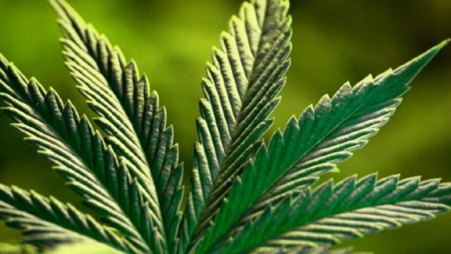 Legalizzare droghe 'leggere' &egrave; l'argomento che spacca l'opinione pubblica