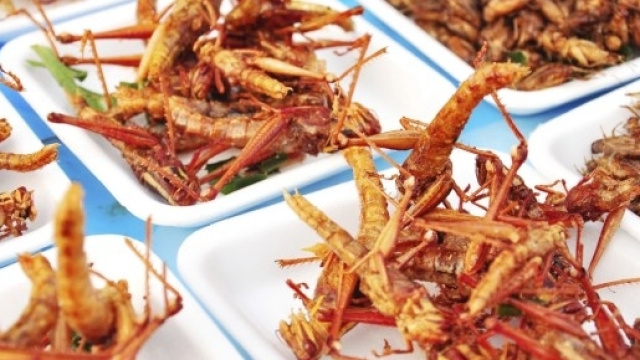 Insetti da mangiare per proteggere le nostre risorse e difenderci dall'inquinamento.