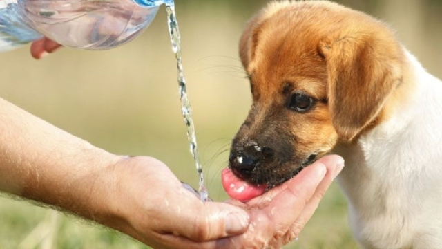 Un tenero cucciolo si abbevera direttamente dalla mano della sua padroncina