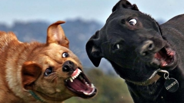 Risse tra cani: quali sono le cause scatenanti