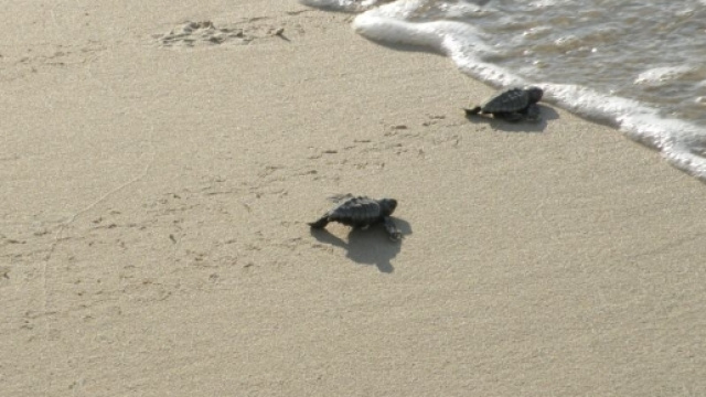 Piccole tartarughe verso la vita: tanti nidi in Italia