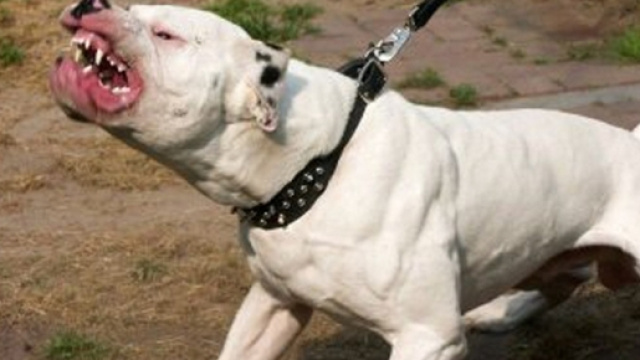 Pitbull azzanna e uccide un bambino di 3 anni in Inghilterra