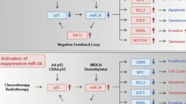 miR-579-3p, la molecola che sconfigge un melanoma