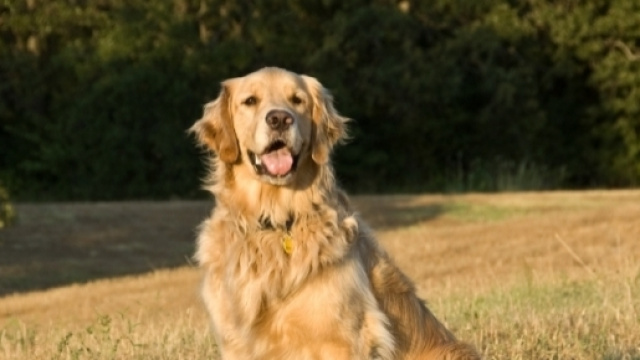 The Hardest Golden Retriever Quiz You'll Ever Take - buzzsharer.com
