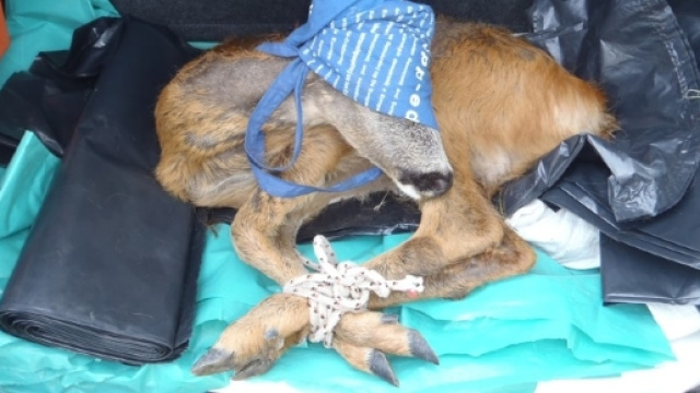 Troppo spesso gli animali sono troppo indifesi, senza autentica tutela