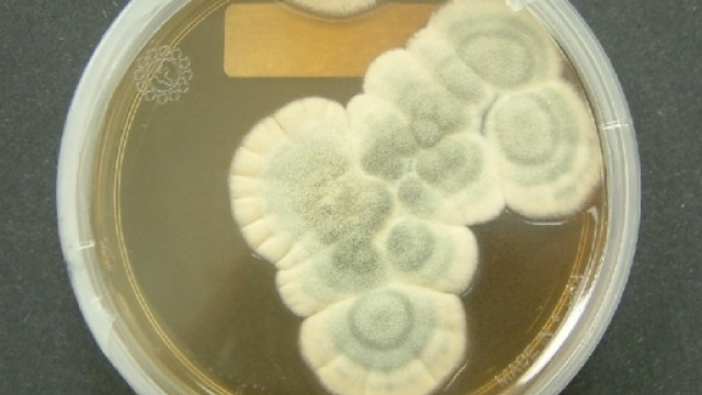 Le batterie esauste di smarphone e tablet potrebbero essere riciclate con l'aiuto di tre tipi di fungo