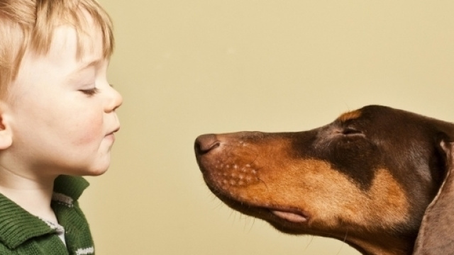 Per comprendere le parole i cani usano l'emisfero sinistro