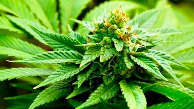 Fiori di cannabis, la pianta in Italia &egrave; ancora del tutto illegale