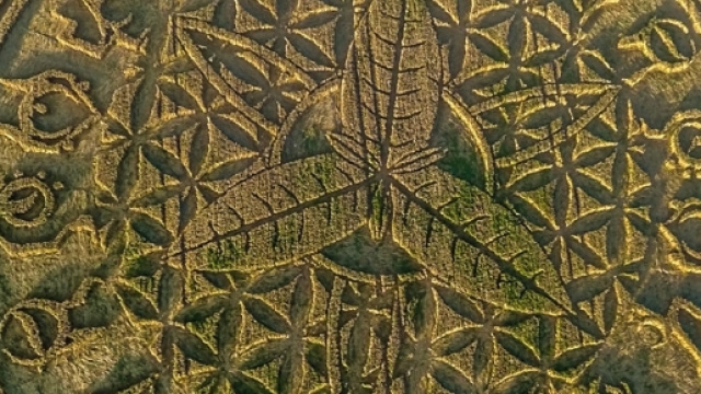 Un nouveau crop circle Angleterre Aout 2016 - copiright Gyro