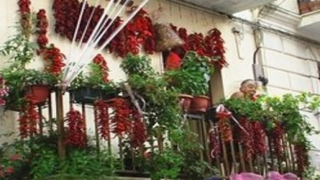 Il peperoncino, nome scientifico Capsicum, vanta propriet&agrave; afrodisiache, antiossidanti, antinfiammatorie e dimagranti.