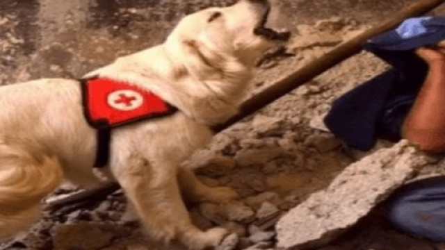 Asia, la cagnolina morta di fatica per salvare i terremotati