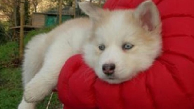 Cani eroi: la storia di Blanka e Gianmarco ... - libero.it