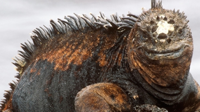 venti anni di interventi chirurgici per assomigliare a un drago