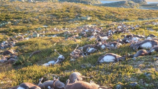 24zampe | Fulmine fa strage di renne in Norvegia: 323 animali ... - ilsole24ore.com