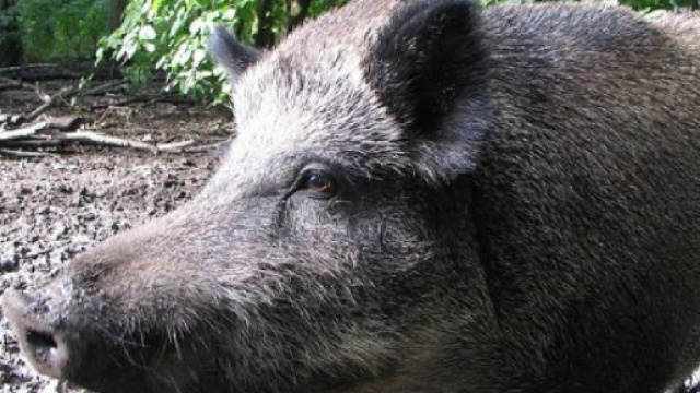 Emergenza cinghiali nell'Alto Casertano