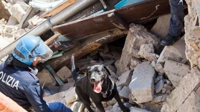 I cani eroi del terremoto - VanityFair.it - vanityfair.it