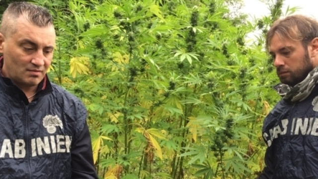 Alghero, maxi sequestro di marijuana nella citt&agrave; sarda