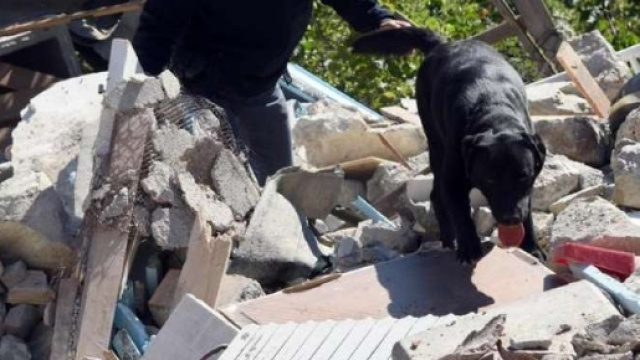 Terremoto, i cani da soccorso che salvano le vite umane