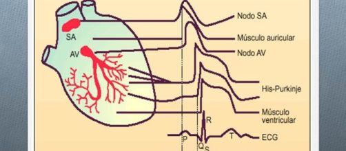 Fisiolog&iacute;a B&aacute;sica: Potenciales de Acci&oacute;n del Coraz&oacute;n - blogspot.com