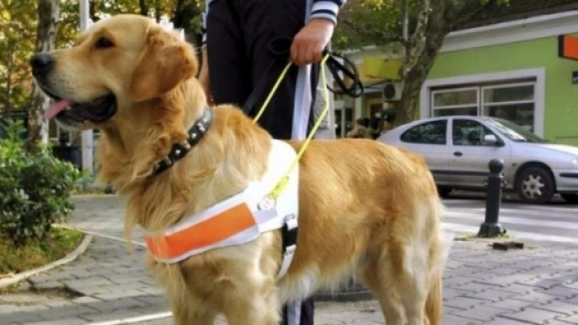 Albergo di Rimini rifiuta accesso a cane guida