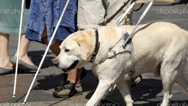 Cane guida rifiutato in Hotel a Rimini