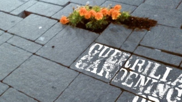 Guerrilla gardening, la battaglia per citt&agrave; pi&ugrave; verdi parte da ... - quotidianopiemontese.it