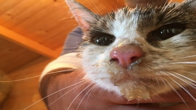 La gattina recuperata viva ad Amatrice.