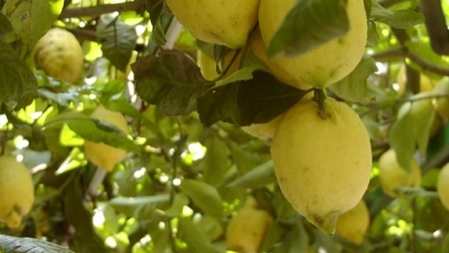 Prezzi dei limoni alle stelle: quali sono i motivi?