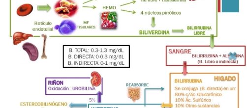 METABOLISMO DE BILIRRUBINAS Y S&Iacute;NDROME ICTERICO Aguirre V. Ixchel ... - slideplayer.es