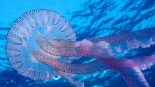 Pelagia Noctiluca, la medusa giunge nei nostri piatti.