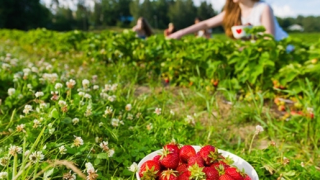 Arrivano dati confortanti sull'aumento delle colture Bio.