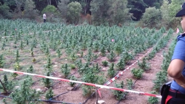 Una parte delle piante sequestrate dai Carabinieri.