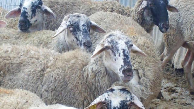 Alcuni esemplari di pecora bagnolese