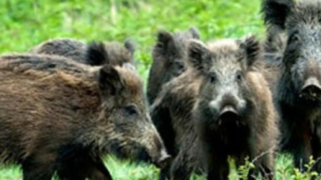 Emergenza cinghiali in Sardegna