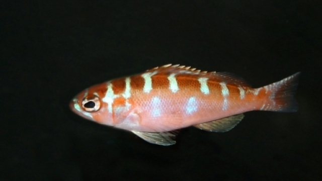 Serranus Torturagum, il pesce che cambia sesso 20 volte al giorno