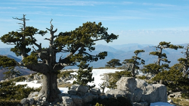 tour parco nazionale del pollino - hotelimperialenovasiri.it